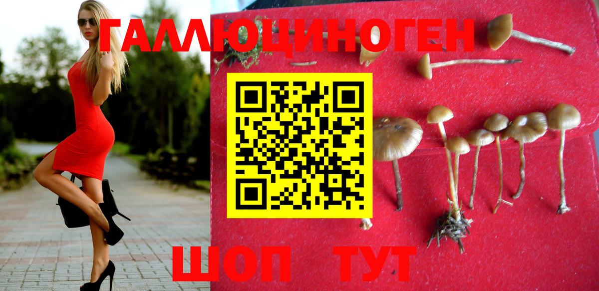 Галлюциногенные грибы Psilocybine cubensis Великие Луки